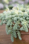 SEDUM SILVER ROSES