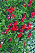 SALVIA GREGGI ROYAL BUMBLE