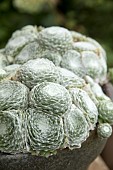 SEMPERVIVUM ARCTIC WHITE