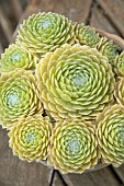 SEMPERVIVUM LEMON FLARE