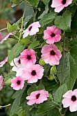 THUNBERGIA ALATA PINK SENSATION