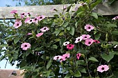 THUNBERGIA ALATA PINK SENSATION