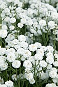 ACHILLEA PETER COTTONTAIL