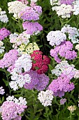 ACHILLEA SUMMER PASTELS