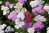 ACHILLEA SUMMER PASTELS