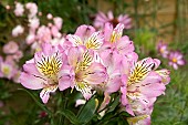 ALSTROEMERIA GARDEN JEWELS PINK