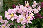 ALSTROEMERIA GARDEN JEWELS PINK