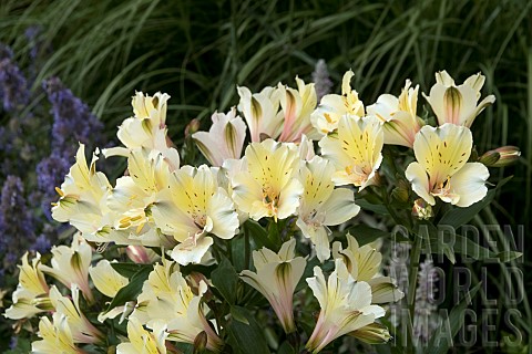 ALSTROEMERIA_SUMMER_SNOW