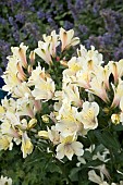 ALSTROEMERIA SUMMER SNOW