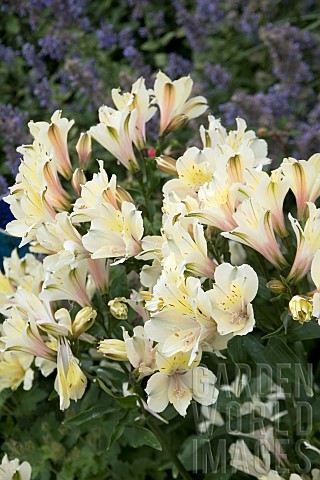 ALSTROEMERIA_SUMMER_SNOW