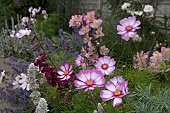 PINK FLOWER BORDER