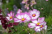 COSMOS CAPRIOLA