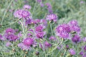 CENTAUREA SILVER FEATHER