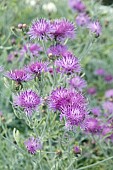 CENTAUREA SILVER FEATHER