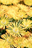 DELOSPERMA SUNTROPICS COPPER