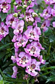 ANGELONIA ARCHANGEL PINK