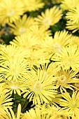 DELOSPERMA SUNTROPICS YELLOW