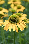 ECHINACEA KISMET YELLOW