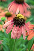 ECHINACEA SENSATION CORAL