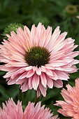 ECHINACEA SUNSEEKERS CORAL