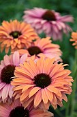 ECHINACEA SUNSEEKERS RAINBOW