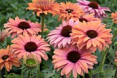 ECHINACEA SUNSEEKERS RAINBOW