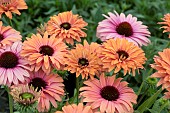 ECHINACEA SUNSEEKERS RAINBOW