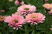 ECHINACEA SUNSEEKERS SALMON