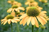 ECHINACEA KISMET YELLOW