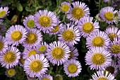 ERIGERON GLAUCA SEA BREEZE MAUVE