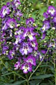 ANGELONIA ARCHANGEL PURPLE