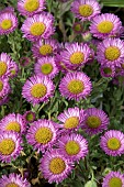 ERIGERON GLAUCA SEA BREEZE PINK