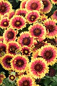 GAILLARDIA ARIZONA SUN