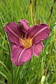 HEMEROCALLIS BYZANTINE EMPEROR