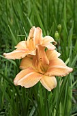 HEMEROCALLIS BALI HAI