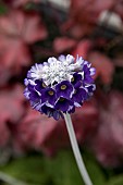 PRIMULA CAPITATA MOOREANA