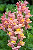 ANTIRRHINUM LIBERTY BRONZE