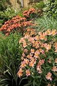 ALSTROEMERIAS IN A BORDER