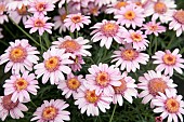 ARGYRANTHEMUM LARITA ROSE