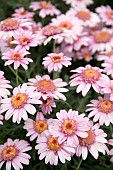 ARGYRANTHEMUM LARITA ROSE