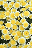 ARGYRANTHEMUM SOLE MIO