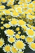 ARGYRANTHEMUM SOLE MIO