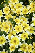 BIDENS TAKA TUKA WHITE AND YELLOW