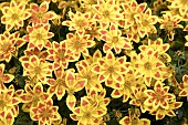 BIDENS TAKA TUKA YELLOW RED STAR