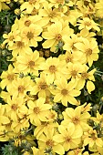 BIDENS YELLOW CHARM