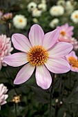 DAHLIA DAHLEGRIA PINK FLAME,