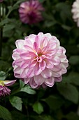 DAHLIA GRANDAHLIA BICOLOR PINK IMPROVED