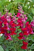 ANTIRRHINUM LIBERTY SCARLET