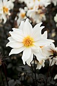 DAHLIA LITTLE SWAN