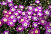 DELOSPERMUM SUNTROPICS PURPLE